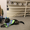 Anita Sjoblom (Common Infrastructure Services) and her certified therapy dog, Reesey