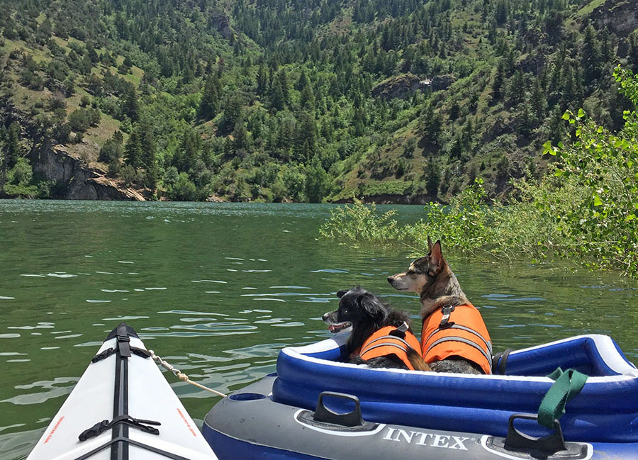 Van Buren's dogs enjoy Porcupine Reservoir from their 