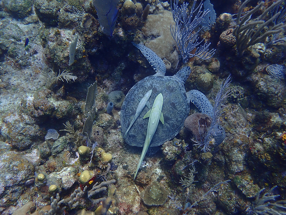 CISO Corey Roach has also seen turtles on his dives. (Photo courtesy of Corey Roach)