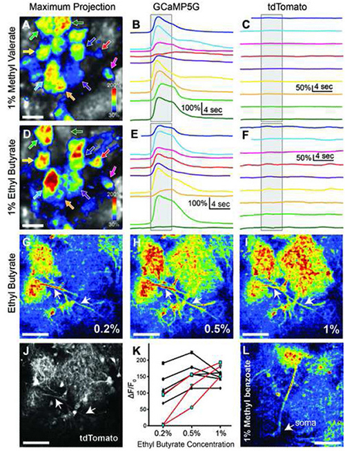 This image is from a 2014 imaging study co-authored by Talbot on neurons and glial cells that helped improve future brain-mapping experiments.