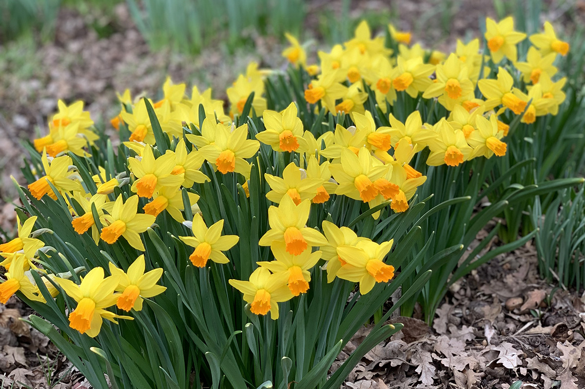 Daffodils in bloom at the university's Red Butte Garden on March 29, 2022. The image is courtesy of Red Butte Garden's Twitter page.