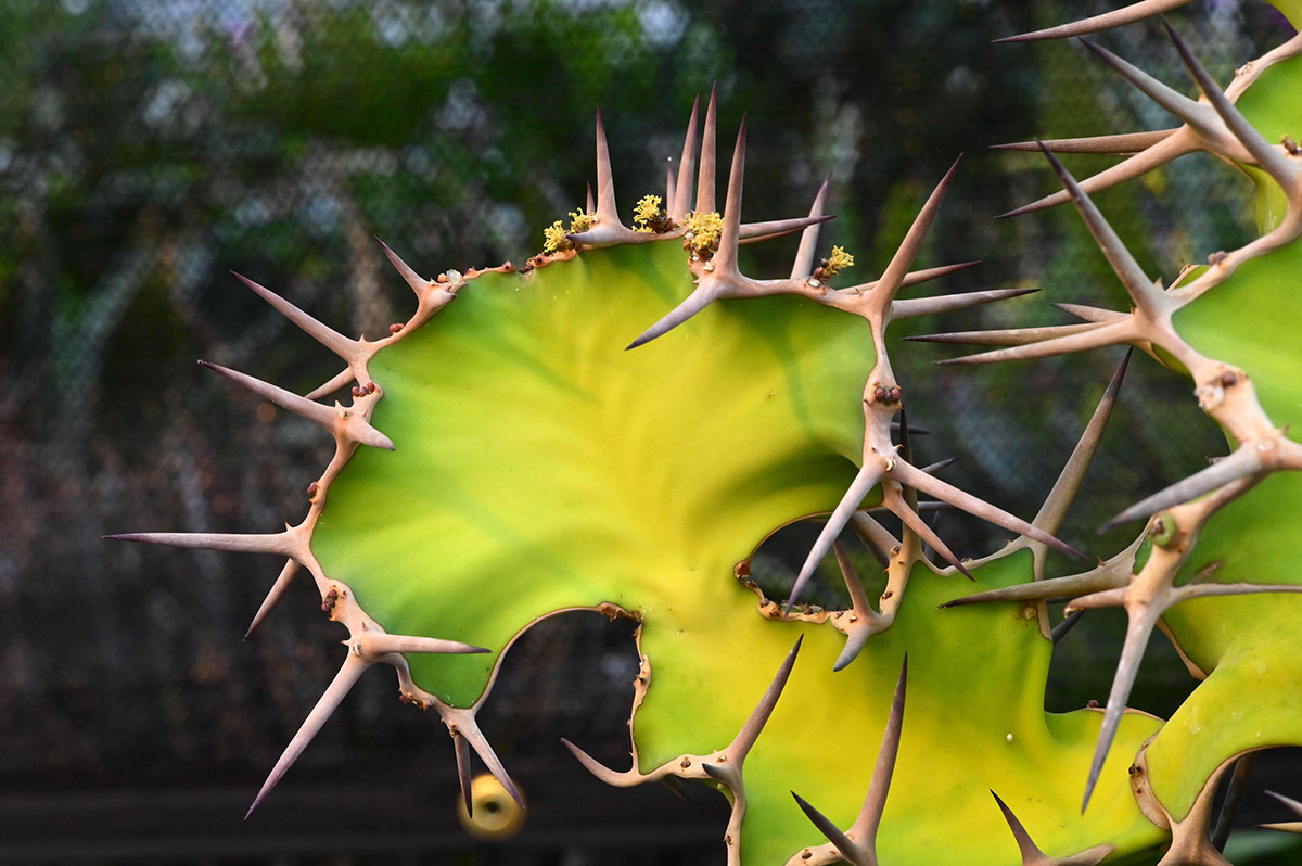 Courtesy of Red Butte Garden and Arboretum