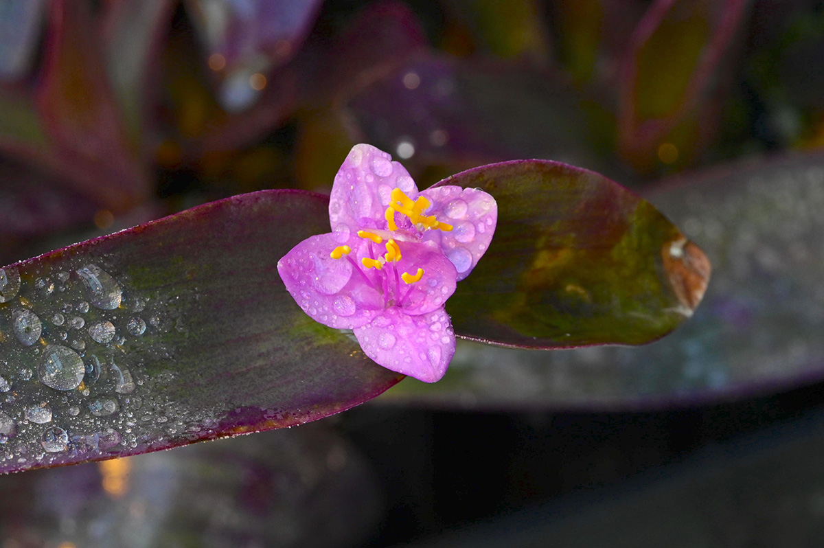 Courtesy of Red Butte Garden and Arboretum