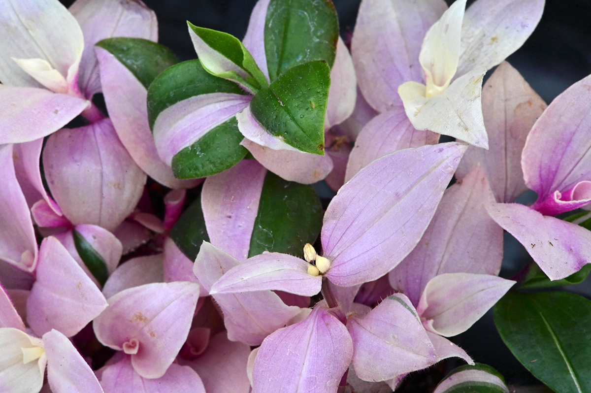 Courtesy of Red Butte Garden and Arboretum