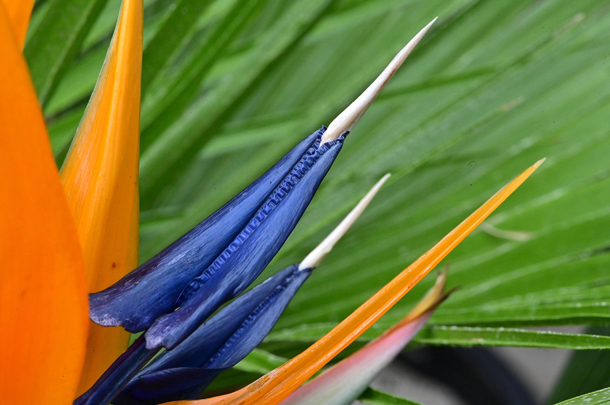 Courtesy of Red Butte Garden and Arboretum