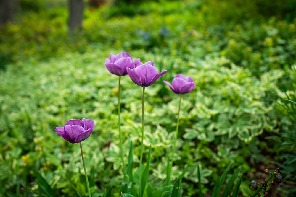 Scenes from the Red Butte Garden and Arboretum. Photos courtesy of Dave Titensor, the University of Utah.