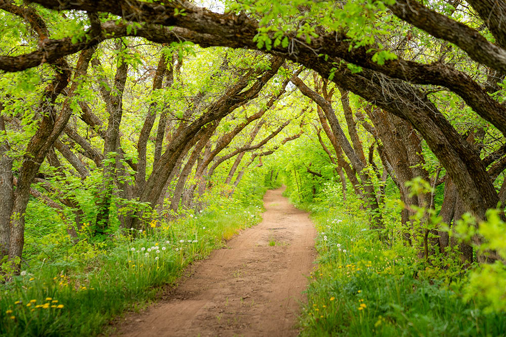 Scenes from the Red Butte Garden and Arboretum. Photos courtesy of Dave Titensor, the University of Utah.