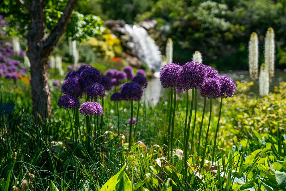 Scenes from the Red Butte Garden and Arboretum. Photos courtesy of Dave Titensor, the University of Utah.