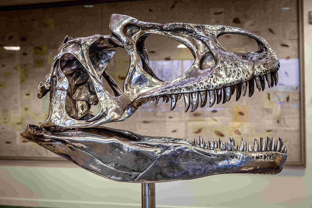 Life-size cast of an Allosaurus skull in aircraft stainless steel.