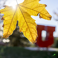 A fall leaf hangs in the foreground of a photo of the block U on campus.