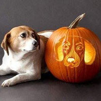 Marc Thompson's dog Lucy and a carved pumpkin.