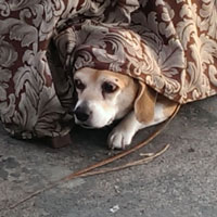 Marc Thompson wrote about his dog Lucy, hiding under some fabric, "I'm SCARED but adorable!"