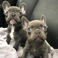 Angelica Chacon and her family own and breed French bulldogs.