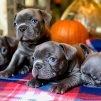 Angelica Chacon and her family own and breed French bulldogs.