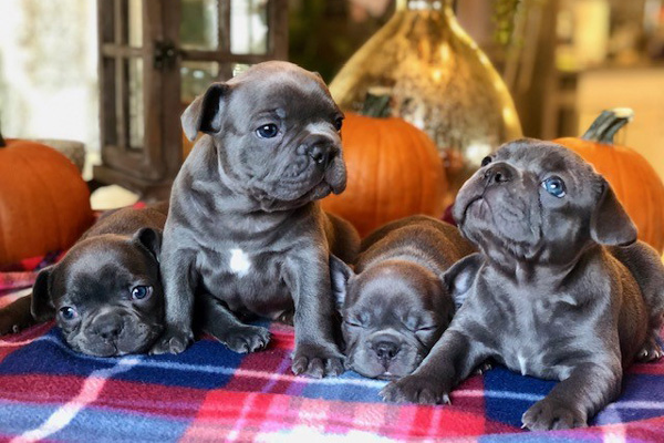 The Chacon family breeds French bulldogs.