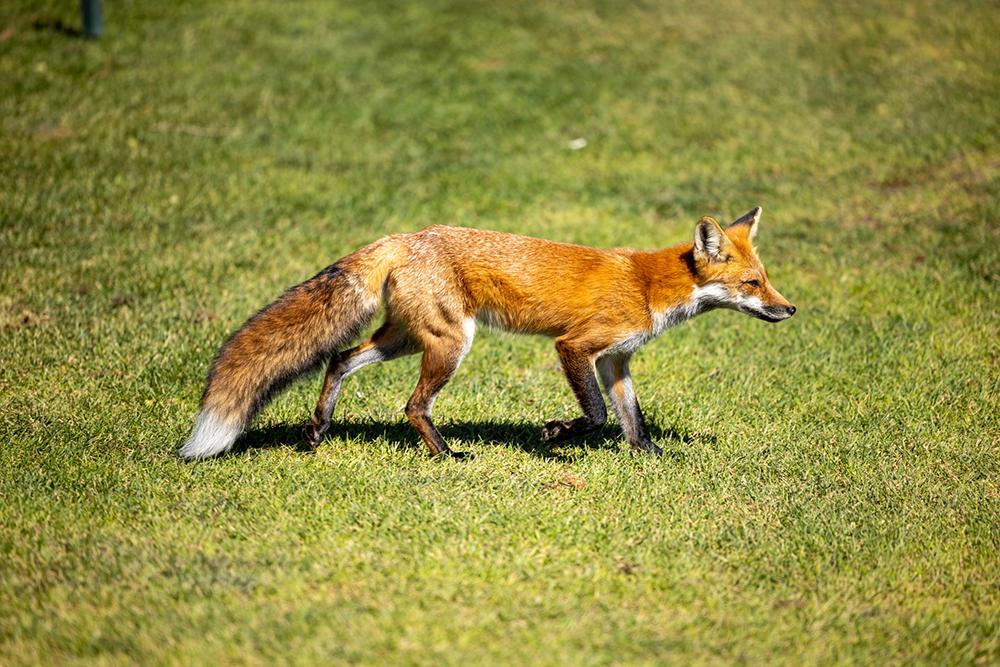 A red fox believed to be "Roxy," a minor celebrity on the Rose Park Golf Course, was spotted throughout the annual ITS-UIT Golf Tournament on September 12 (photo by Thanh Nguyen)